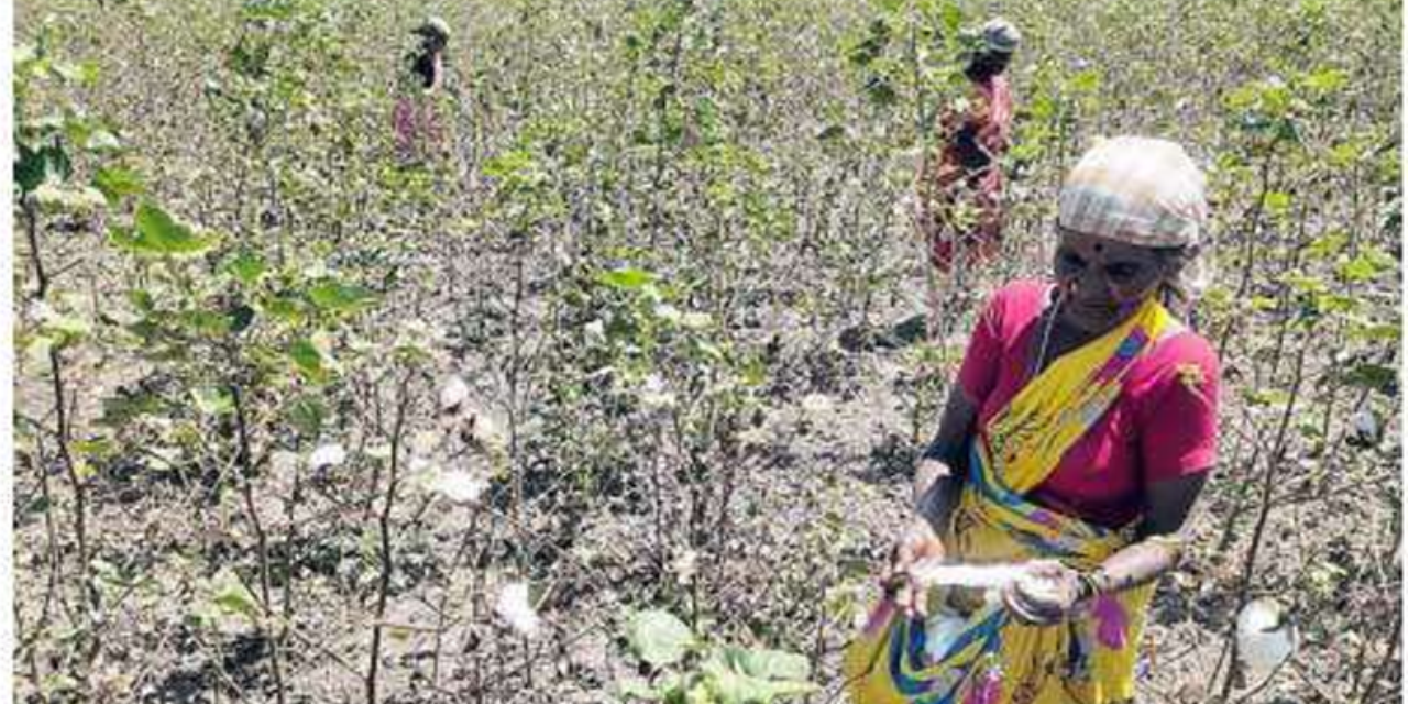 Cotton Crop 2026-27: Rainfall and Prices to Shape India’s Production