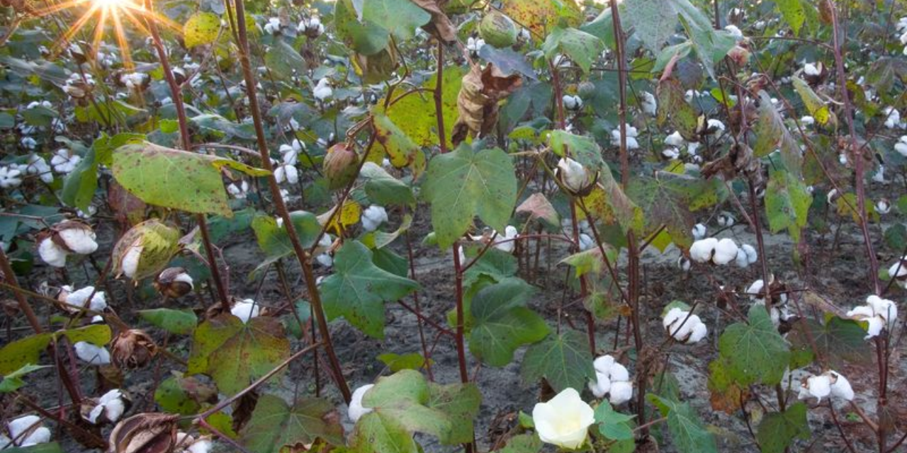 HTBt Cotton in India: Ban, Risks and Future Prospects 